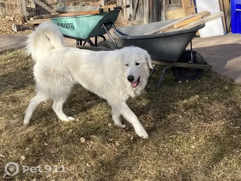 Lost Собака, Female, North Taft Hill Road, 921, Fort Collins - 100 pounds, pure white - photo