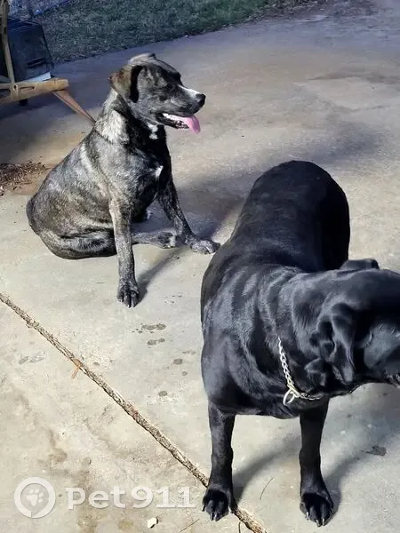 Found собака, Pearl Lane, 2005, Irving - friendly and healthy - photo