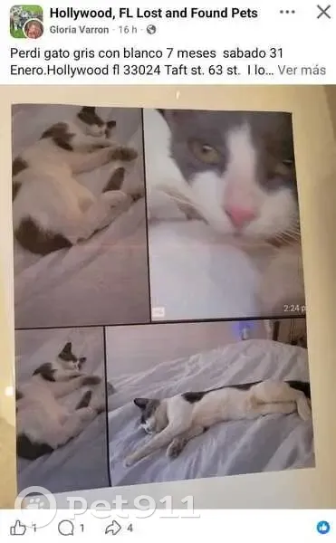 Lost кошка, Cleveland Street, 6309, Hollywood - gray and white 9 month - photo