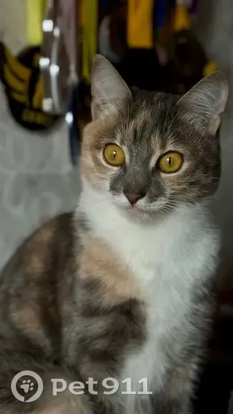 Допоможіть знайти нашу кішку Лізу! 🐾 - photo