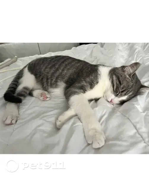 Chat perdu, Rue Cateline, Saint-Maclou, Toutainville - gentil gris et blanc - photo
