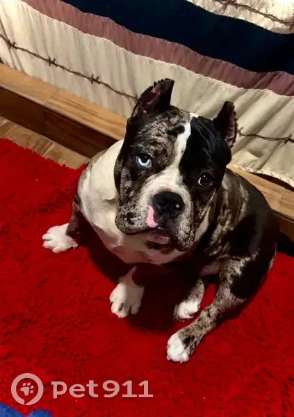 Lost Собака, South Main Street, 1817, Ada - Merle American pocket bully female - photo