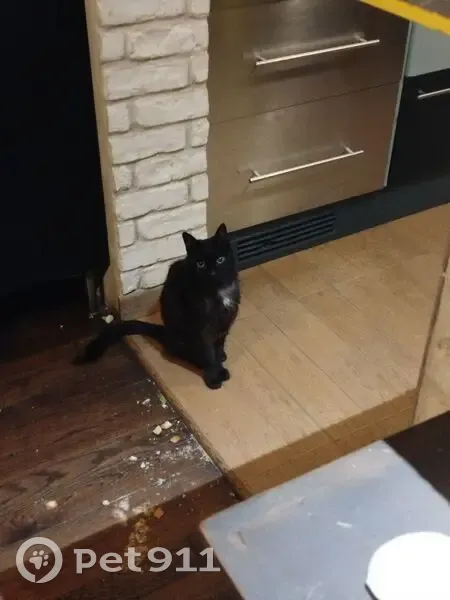 Perdu Chatte Femme, Rue Armand Noblet, 1, Choisy-le-Roi, Paris - petite chatte noire avec médaillon blanc - photo