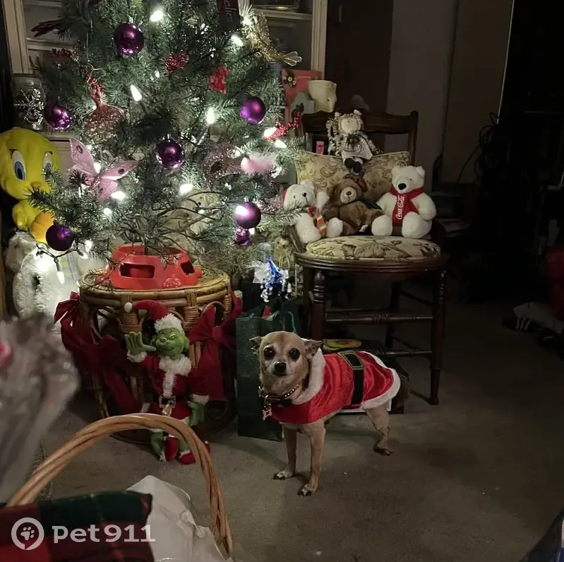 Lost собака, Female, The Lakes, 2751, Oakland Park - white with cataracts - photo