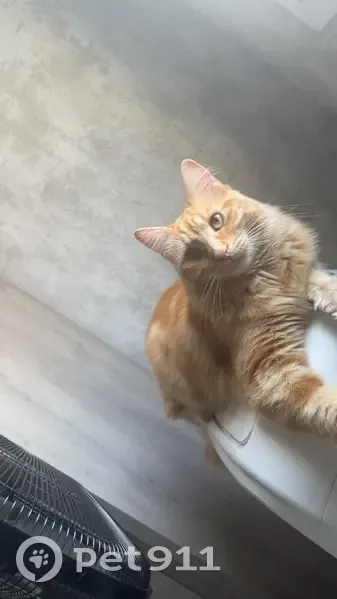 Perdu chat femelle, Rue du Cloitre Notre-Dame, 6, Paris - tombée du balcon - photo