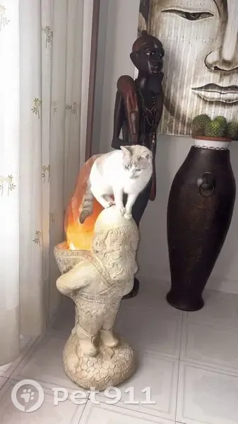 ¡Ayuda! Gata blanca perdida en Villanueva - photo