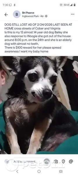 Lost Собака, Virginia Drive, 1909, Grand Prairie - трёхцветная чихуахуа с мордочкой Микки Мауса - photo