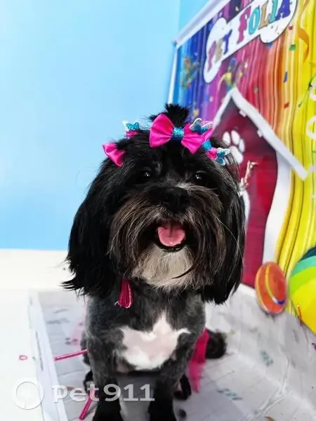 Cachorro perdido - photo