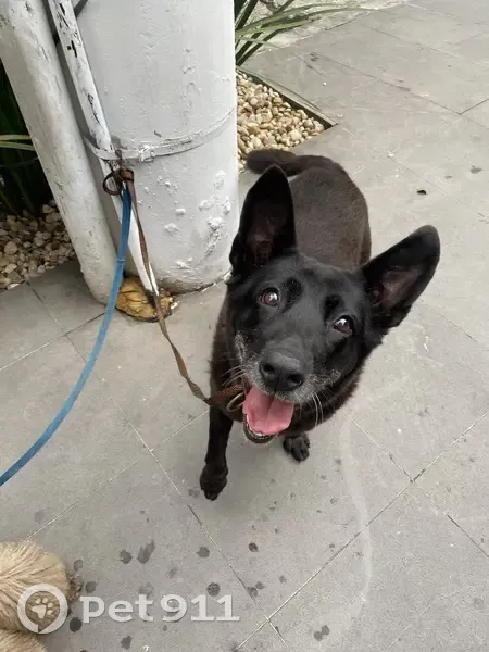 Cachorro encontrado - photo