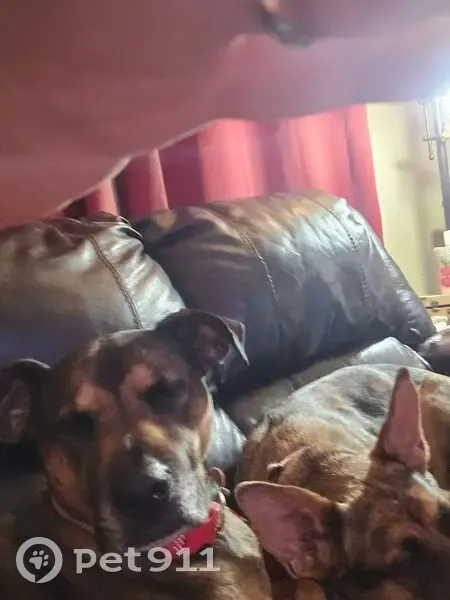 Lost Собака, East Paris Avenue, 1416, Peoria - very friendly, chipped - photo