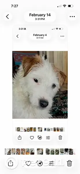 Lost Собака, Gifford Hill Road, 124, Oneonta - male with orange jacket & harness - photo