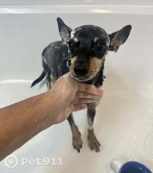 Lost Собака, 12th Street Northeast, 1235, Cleveland - all black with brown markings - photo