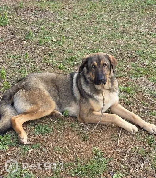 Perro Marrón Perdido en Reus: Juguetón y Bueno - photo