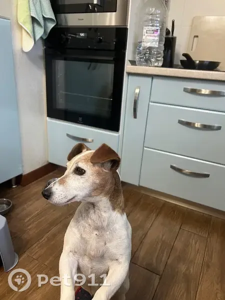 Зникла собака з ранами у Вінниці - photo