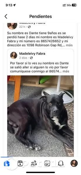 Lost собака, Robinson Gap Road, 1098, Sevierville - pattern like a bone on chest - photo