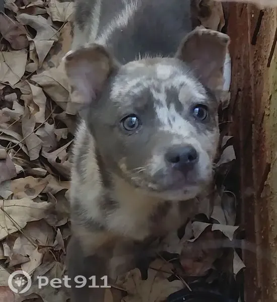 Found собака, Gaston Circle, 305, Westminster - mottled beige/gray with spots - photo