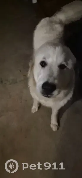 Found Собака, Sam Hodges Road, Donalds - Pyrenees breed - photo