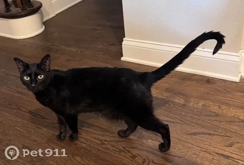 Missing cat Male, Winter Park (usl531938) - photo