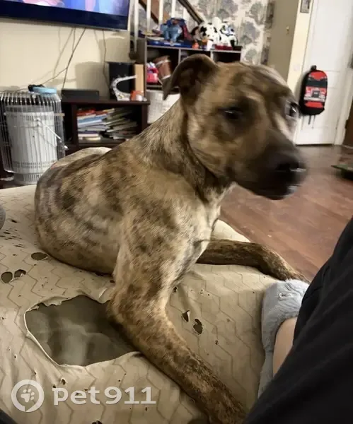 Lost Собака, Prospect Road, 1954, Wilmington - brindle color, very shy - photo