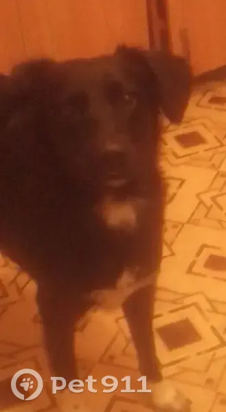 Зникла чорна собака біля Харківського шосе - photo