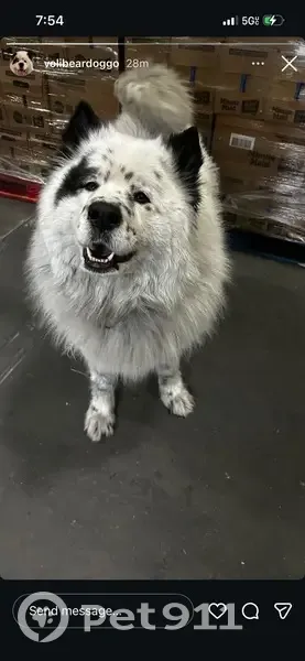 Lost Собака, North Michigan Avenue, 636, Kenilworth - white fur with black spots - photo