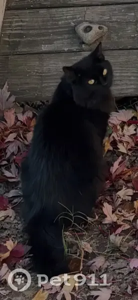 Lost Кошка, Fiegel Loop, Conway - all black with yellow/green eyes - photo