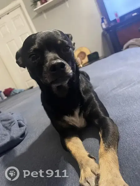 Lost Собака, Greenbank Street, 901, Las Vegas - Charlie, чихуахуа - photo