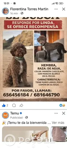 Perra de Agua Marrón Perdida en Pilas, Andalucía - photo