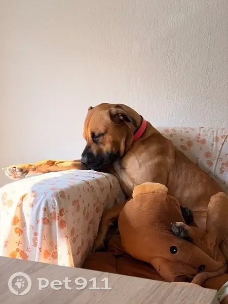 Perra Perdida: Marrón con Mancha Blanca - photo