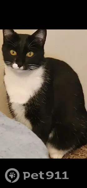 Lost Кошка, Sugar Lane, 1020, Palestine - very friendly, microchipped - photo