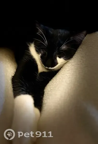 Perdu chat mâle, Rue Reinhardt, 35, Boulogne-Billancourt - très craintif - photo
