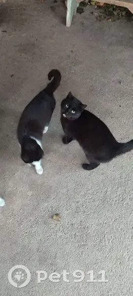 Зникла кішка на Стрілецькій у Вінниці - photo