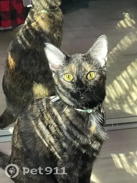 Lost кошка, East Falls View Drive, 5364, San Diego - black and orange, no collar - photo