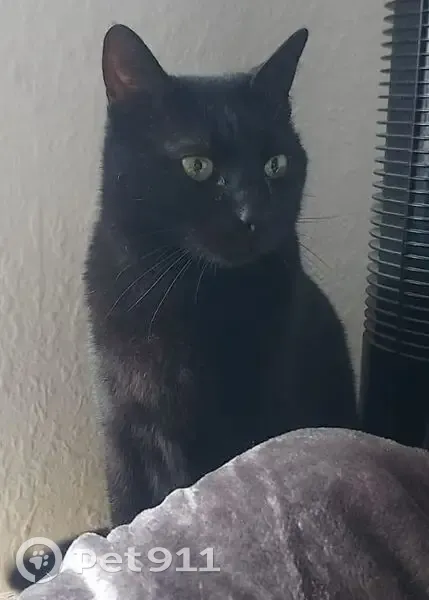 Gato Negro Cariñoso Encontrado en Barcelona - photo