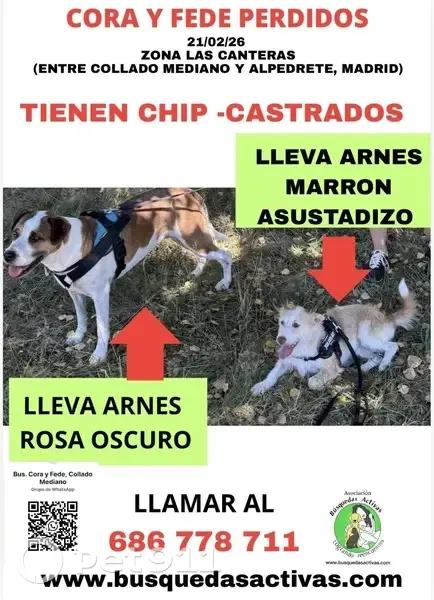 Perro Podenco Perdido en Alpedrete: Marrón y Blanco - photo