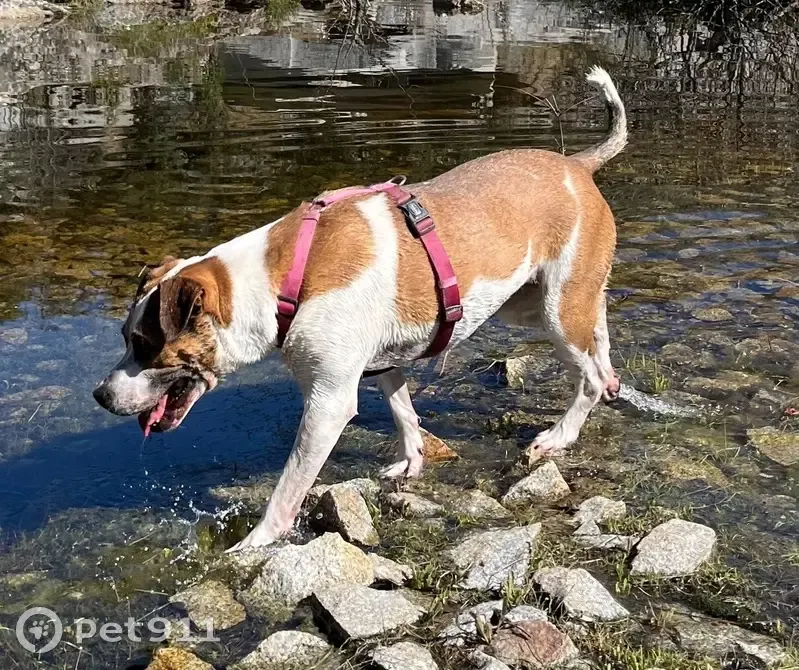 Perro Perdido: Mestiza Marrón y Blanco en Madrid - photo