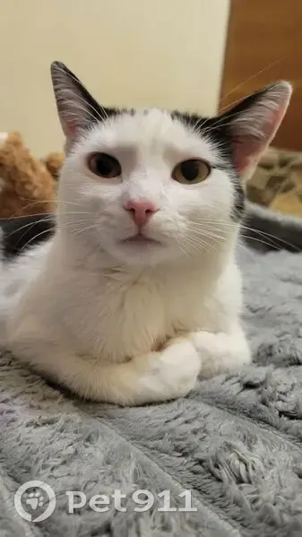 Зникла чорно-біла кішка у Вінниці - photo