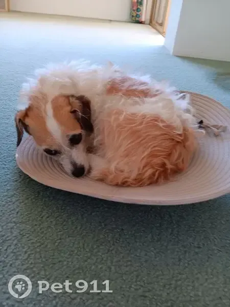 Lost Jack Russell: White & Brown in Rockingham - photo