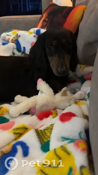 Lost Собака, 57th Lane Southeast, 3620, Olympia - long hair dachshund - photo