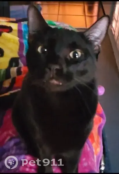 Lost Кошка, South 88th Street, 553, Mesa - Black with small whirlpool spot - photo