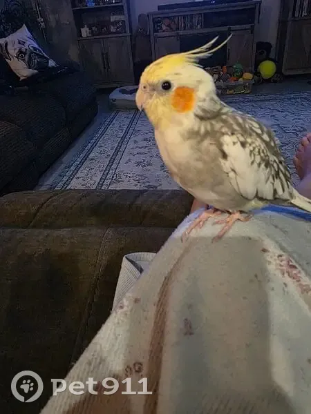 Lost bird, male, Buckeye, Arizona - white and gray splotches, orange cheeks - photo