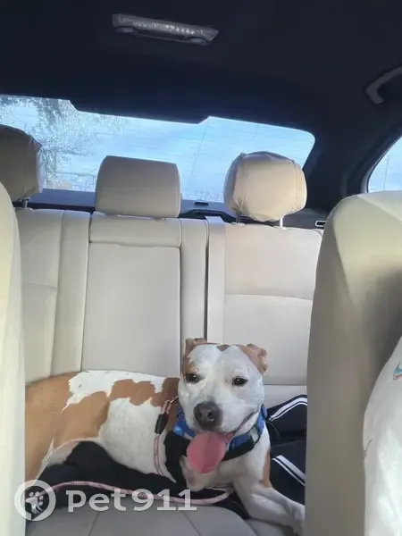 Lost Собака, Female, Jacksonville, Florida - tan and white, tripod - photo