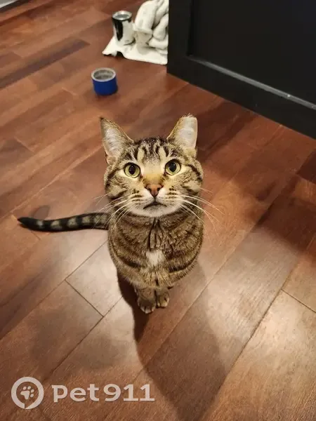 Lost Кошка, Roma Bend, 13167, Westfield - male tabby cat with a clipped ear - photo