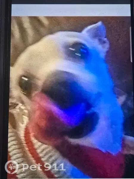 Lost Собака, Honey Hill, 6449, San Antonio - tan chequwa - photo