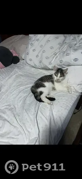 Lost Cat, Linn Street, 745, Hamilton - 14-year-old male with distinct patch - photo