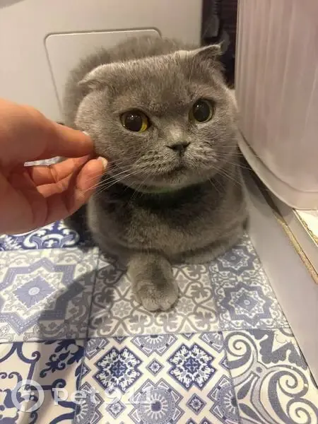 Знайдена кішка з зеленим нашийником в Кам’янському - photo