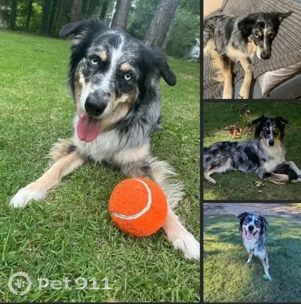 Lost Собака, Lazy Acres Road, 173, Cleveland - blue Merle Aussie with bright blue eyes - photo