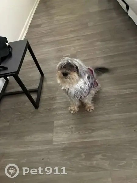 Missing dog Female, Phoenix (usl531973) - photo