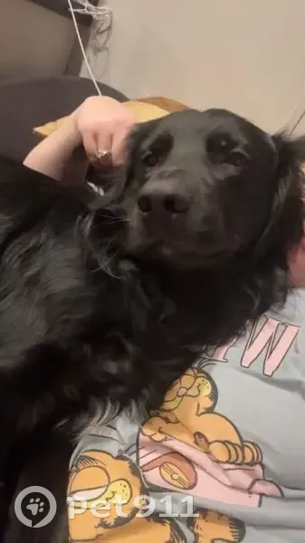 Lost собака, Brott Road, Ruby - border collie/golden retriever mix - photo