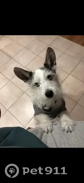 Lost Собака, Woodcreek Way, 3084, Bloomfield Hills, Salt Lake City - black/white Jack Russell terrier mix - photo
